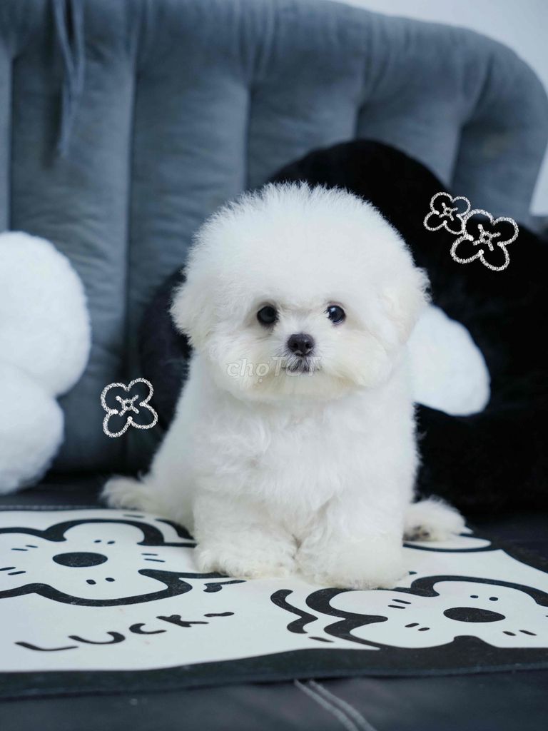 BICHON NHẬP + 4 tháng chủi. Mua bán Chó tại Quận 1 Tp Hồ Chí Minh được đăng bởi Ái Vy  hình 5