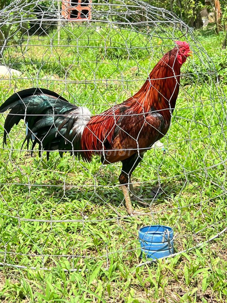 Gà chọi Điều vàng Đực 2,6kg. Mua bán Gà tại Quận Ô Môn Cần Thơ được đăng bởi Tâm hình 1