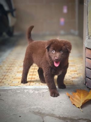 Chó Gấu Bắc Hà Nâu Đỏ Đẹp + Lưỡi Đốm •Chuẩn Giống