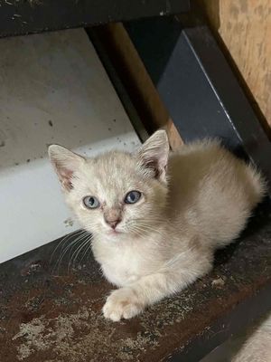 Mèo anh lông ngắn đực màu lylac