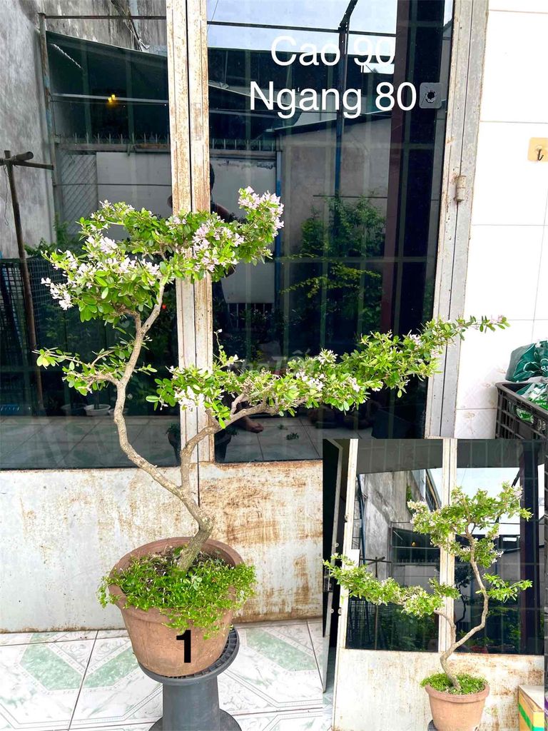 Thanh ly linh sam hồng, trắng trong TP.HCM. Mua bán Cây cảnh, đồ trang trí tại Quận Gò Vấp Tp Hồ Chí Minh được đăng bởi BonsaiGovap hình 1