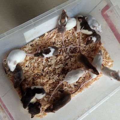 Chuột bạch mica 5 tặng 1. Mua bán Thú cưng khác tại Thị xã Tân Uyên Bình Dương được đăng bởi Ngọc Bằng