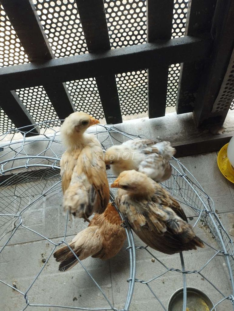 Gà Serama Khét bông 1 tháng 10 ngày combo 3 bé . Mua bán Gà tại Quận Cái Răng Cần Thơ được đăng bởi Lê Xuân Phước  hình 1