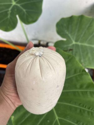 Tìm Đại lý phân phối Chả cá basa nguyên chất. Mua bán Đồ ăn, thực phẩm và các loại khác tại Thành phố Thủ Đức Tp Hồ Chí Minh được đăng bởi Mou Pham