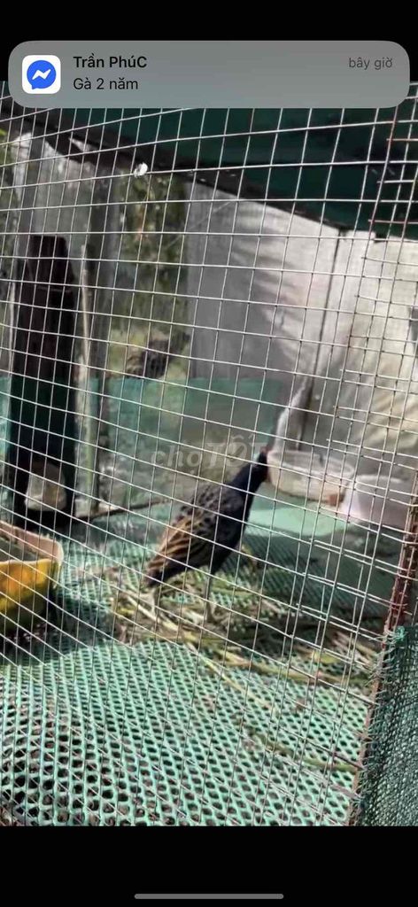cúm núm. Mua bán Chim tại Thị xã Ngã Năm Sóc Trăng được đăng bởi Vũ phàm hình 1