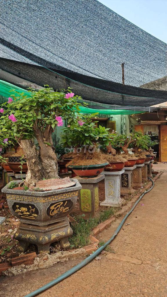 Hoa giấy Mai vàng chất lượng cao sưu tầm. Mua bán Cây cảnh, đồ trang trí tại Thị xã Bình Long Bình Phước được đăng bởi Len 222 hình 1