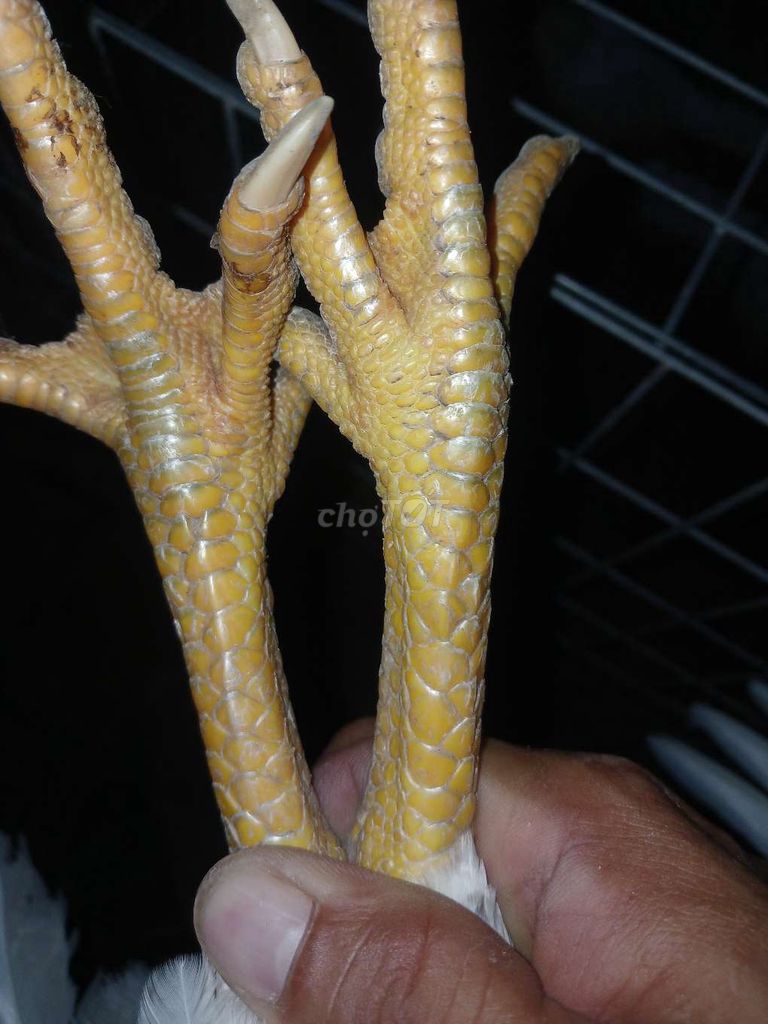 Thái Rặc tơ. Mua bán Gà tại Huyện Củ Chi Tp Hồ Chí Minh được đăng bởi Hiền Lý Củ Chi  hình 3