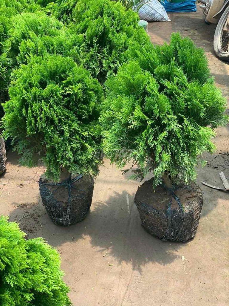 Cây cảnh Trắc bách diệp Xanh lá. Mua bán Cây cảnh, đồ trang trí tại Huyện Sông Lô Vĩnh Phúc được đăng bởi Nhà vườn Ngọc Trang hình 1