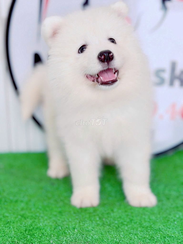 Chó samoyed khỏe mạnh tìm chủ mới