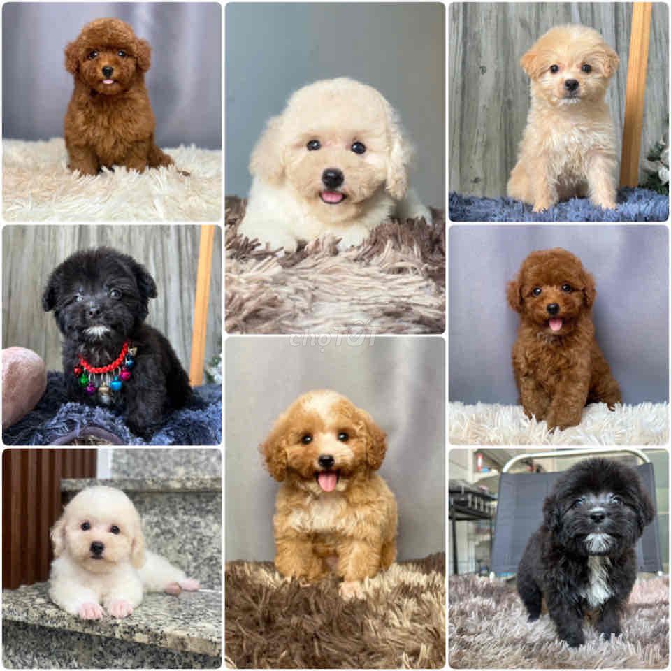 Poodle Tiny Toy - Nâu Kem Mơ đen. Mua bán Chó tại Quận Gò Vấp Tp Hồ Chí Minh được đăng bởi Poodle Sài Gòn hình 1
