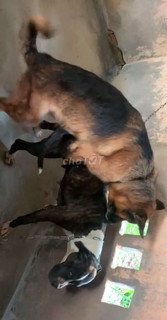 thanh lý Chó Becgie Đức đực 3 tuổi. Mua bán Chó tại Huyện Bình Chánh Tp Hồ Chí Minh được đăng bởi Anh nông dân da đen hình 1