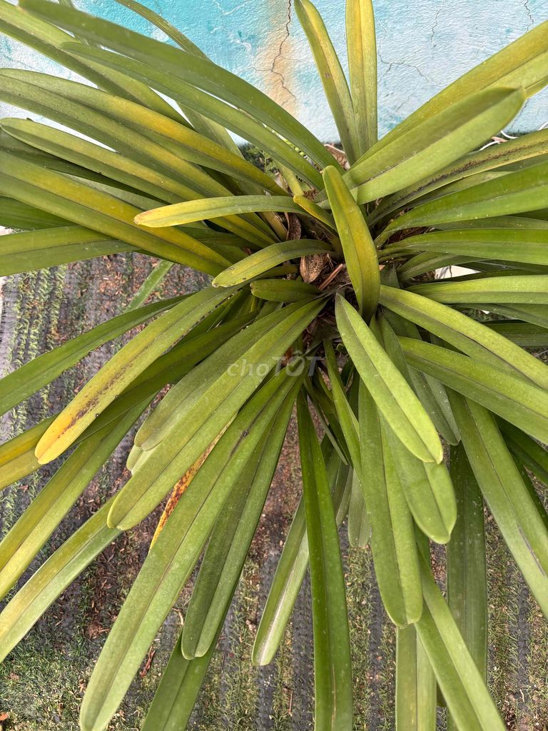 Cây cảnh Kiếm hoa vàng. Mua bán Cây cảnh, đồ trang trí tại Quận Thanh Khê Đà Nẵng được đăng bởi Thắng hình 1