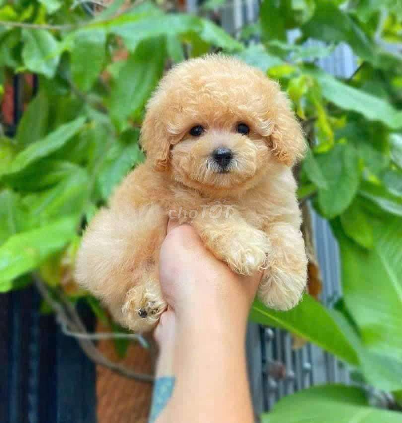 Chó Poodle Tini Nâu vàng Lông dày. Mua bán Chó tại Quận Hải Châu Đà Nẵng được đăng bởi xuandung hình 1