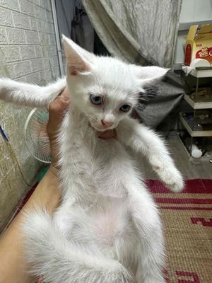 Mèo con tìm nhà mới