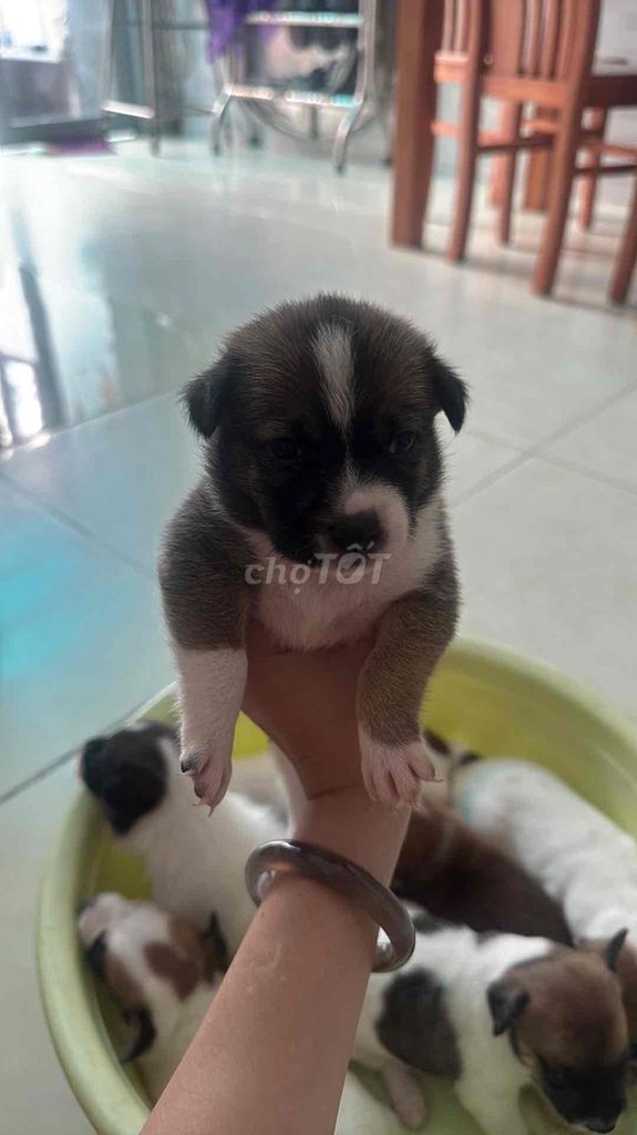 Chó Nhật 7 bé Trắng nâu, trắng đen, nâu. Mua bán Chó tại Quận Gò Vấp Tp Hồ Chí Minh được đăng bởi Minh Châu hình 1