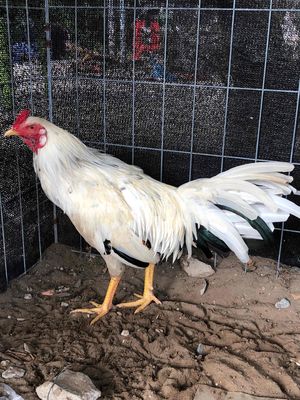 bướm tơ 2k2 6 tháng hơn. Mua bán Gà tại Quận Ninh Kiều Cần Thơ được đăng bởi Phúc Cần Thơ