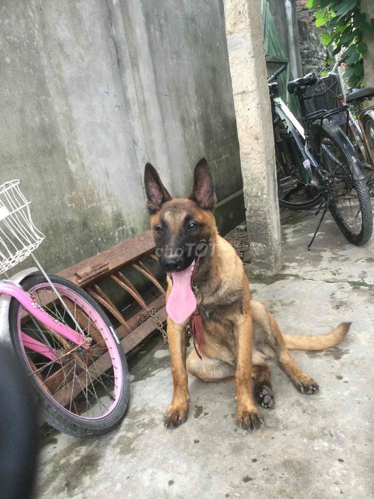 Chó Malinois Nâu. Mua bán Chó tại Thành phố Hải Dương Hải Dương được đăng bởi Mr Bình hình 1