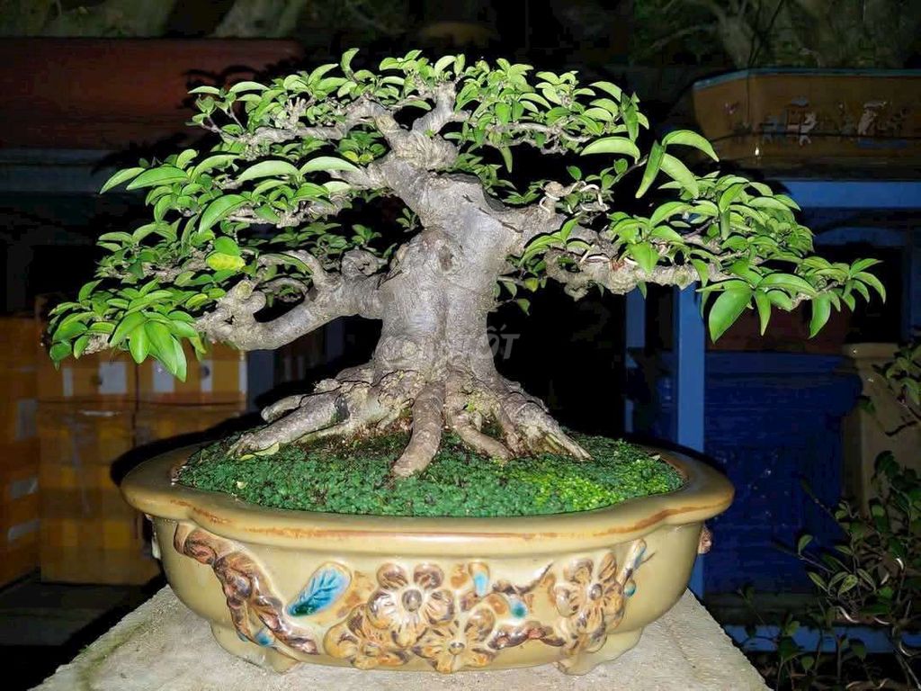 Cây mai chiếu thủy cao 23cm