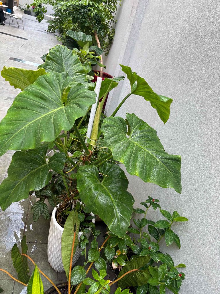 Cây cảnh thanh lọc không khí dễ chăm sóc ( Subin). Mua bán Cây cảnh, đồ trang trí tại Quận 1 Tp Hồ Chí Minh được đăng bởi Tâm Thanh Nguyên hình 1