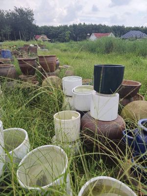thanh lý chậu. Mua bán Cây cảnh, đồ trang trí tại Huyện Bắc Tân Uyên Bình Dương được đăng bởi Hiền Lương