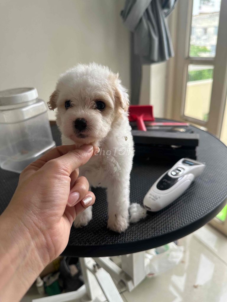 Chó Poodle f1 tiny ❤️. Mua bán Chó tại Thành phố Thủ Đức Tp Hồ Chí Minh được đăng bởi BÁN THÚ CƯNG KHÔNG ĐĂNG ẢNH LỪA ĐẢO  hình 1