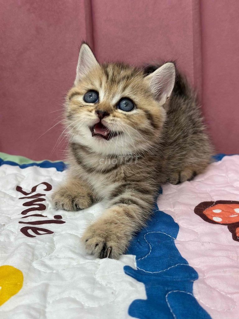 Mèo Anh lông ngắn tabby. Mua bán Mèo tại Quận Ninh Kiều Cần Thơ được đăng bởi Bu pets hình 1
