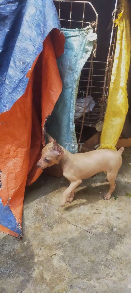 Chó Phốc Thái đực cái 2 tháng đã tiêm. Mua bán Chó tại Quận Ba Đình Hà Nội được đăng bởi Đào quang Trung hình 1