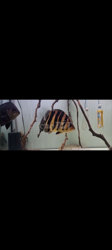 Cá hổ sumatra indo