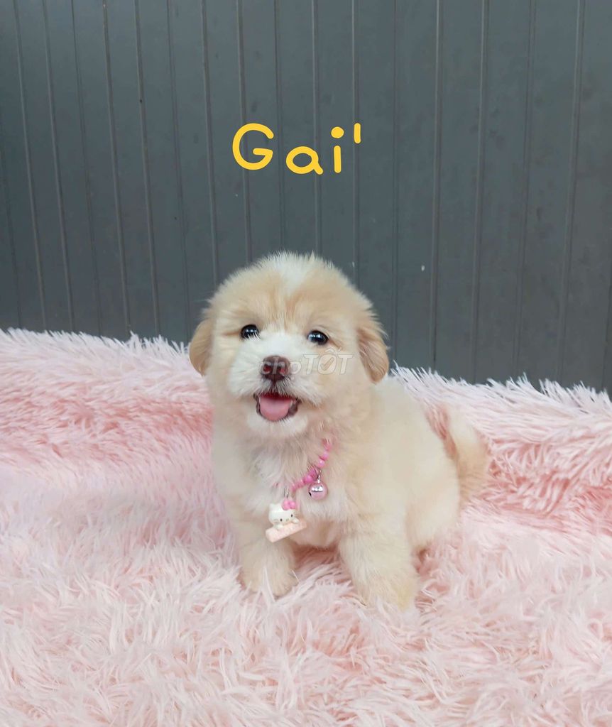 Chó Poodle lai siêu lùn. Mua bán Chó tại Huyện Nhà Bè Tp Hồ Chí Minh được đăng bởi Gem hình 1