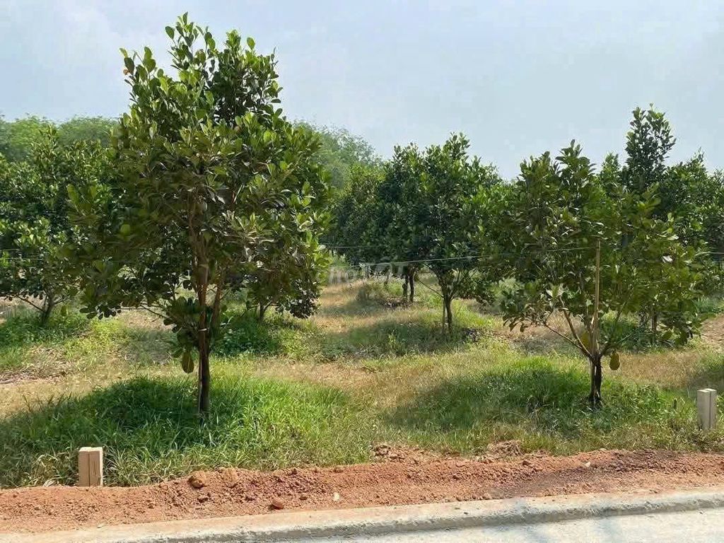 CHÚ EM CẦN RA MIẾNG ĐẤT 2000M2 CHỈ 500TR. Mua bán đất tại Huyện Phú Giáo Bình Dương được đăng bởi bún bò huế hình 2