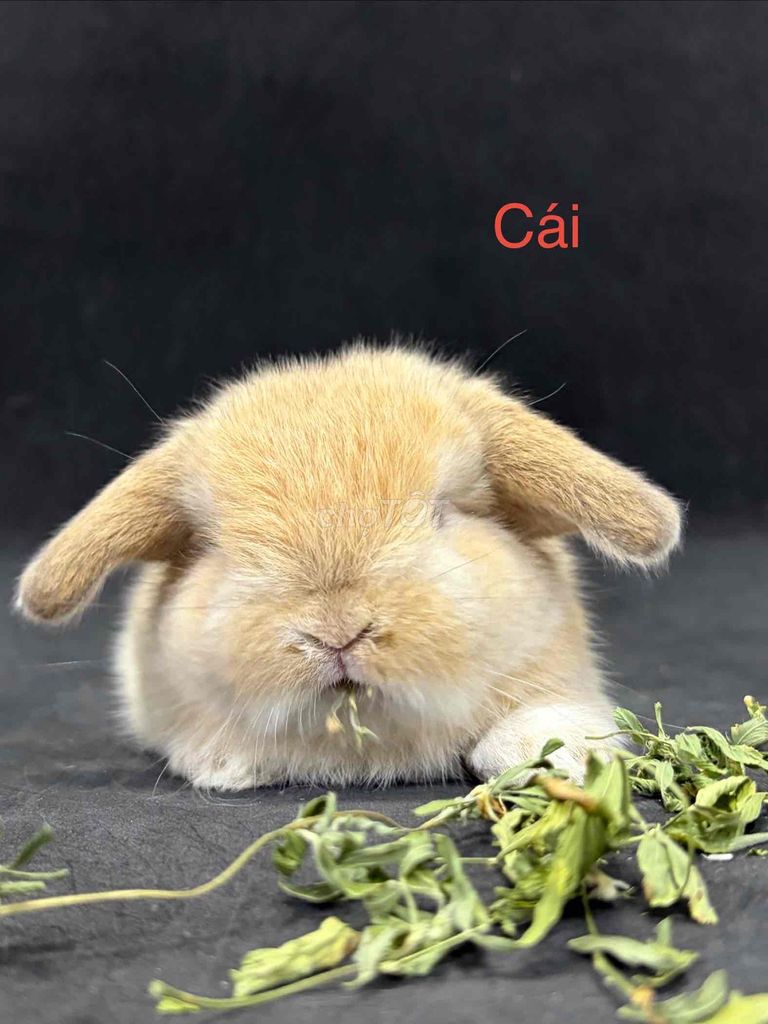Thỏ tai cụp nhiều màu 800k-1tr5 ở Hà Nội. Mua bán Thú cưng khác tại Quận Thanh Xuân Hà Nội được đăng bởi Cao Tường Vi  hình 1