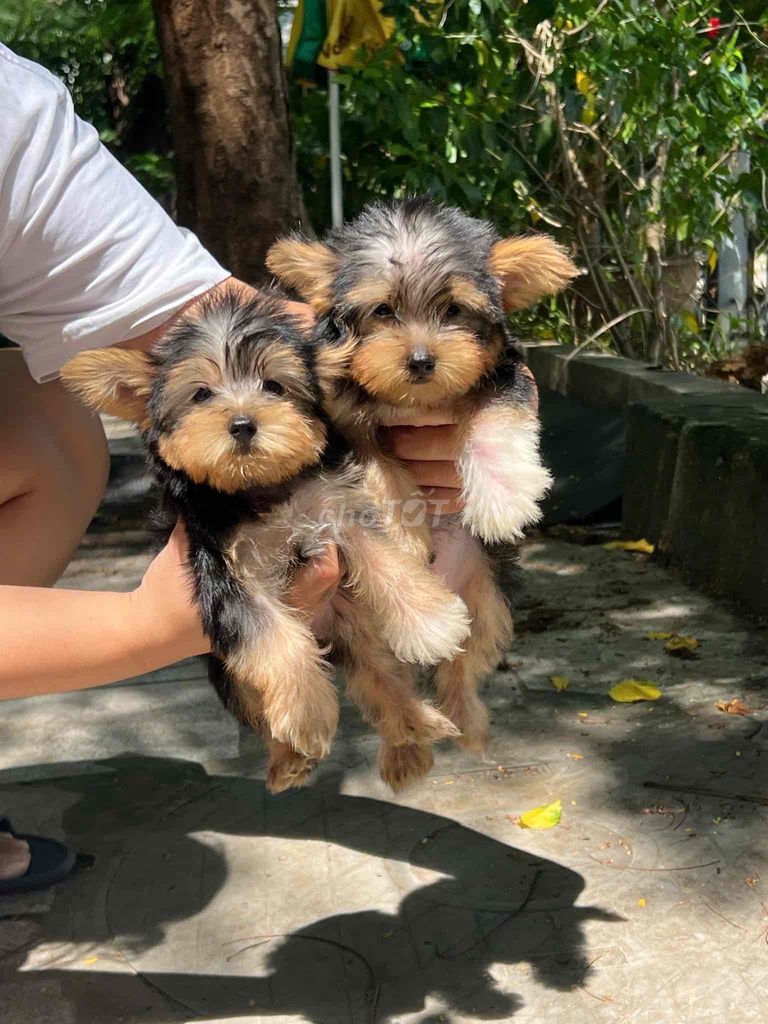 tìm chủ mới cho đàn yorkshire mini. Mua bán Chó tại Quận Hai Bà Trưng Hà Nội được đăng bởi nguyenhung hình 2