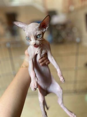 mèo sphynx Thuần gốc mởi đẻ