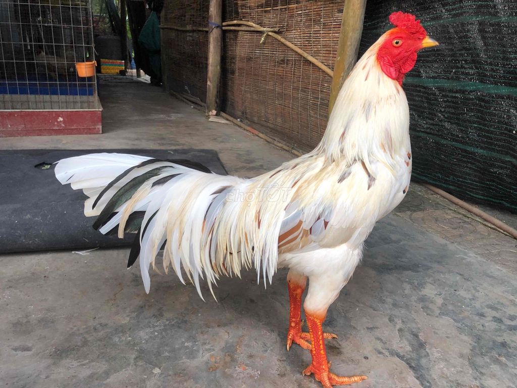 Gà chọi 3.2kg Trắng Bạc Liêu. Mua bán Gà tại Huyện Phước Long Bạc Liêu được đăng bởi Út Gà  hình 1
