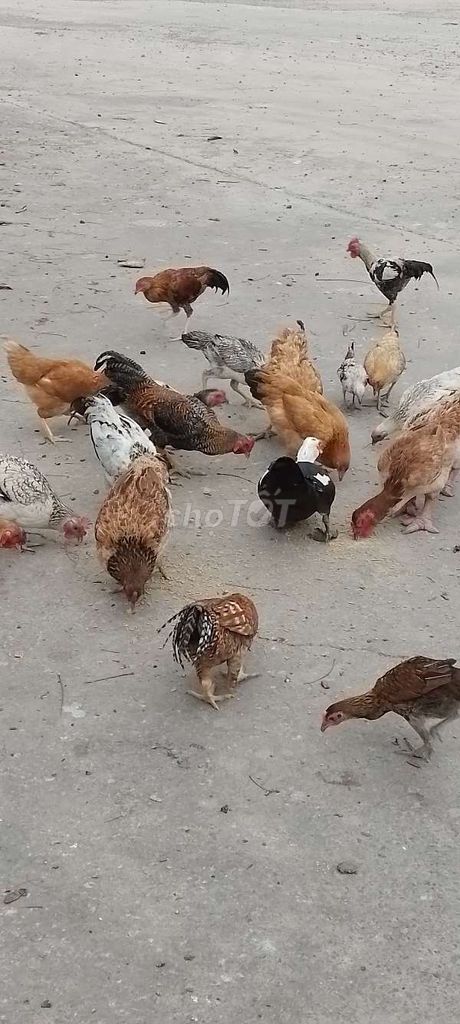 Gà ta thả vườn. Mua bán Gà tại Thành phố Bà Rịa Bà Rịa - Vũng Tàu được đăng bởi Đạt Phùng hình 1