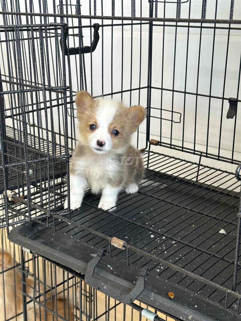 corgi nhà đẻ còn 1 bé để rẻ lại cho ai yêu