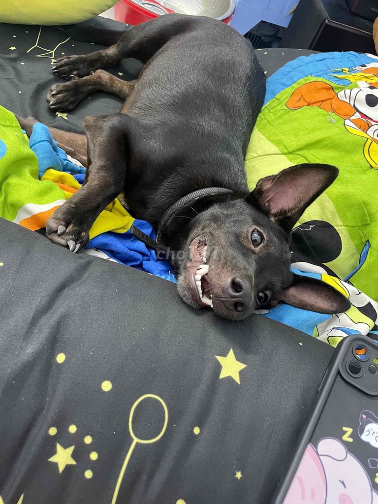 giống chó cỏ khôn lanh. Mua bán Chó tại Huyện Bến Lức Long An được đăng bởi Nguyễn Thị Ngọc Thảo hình 1