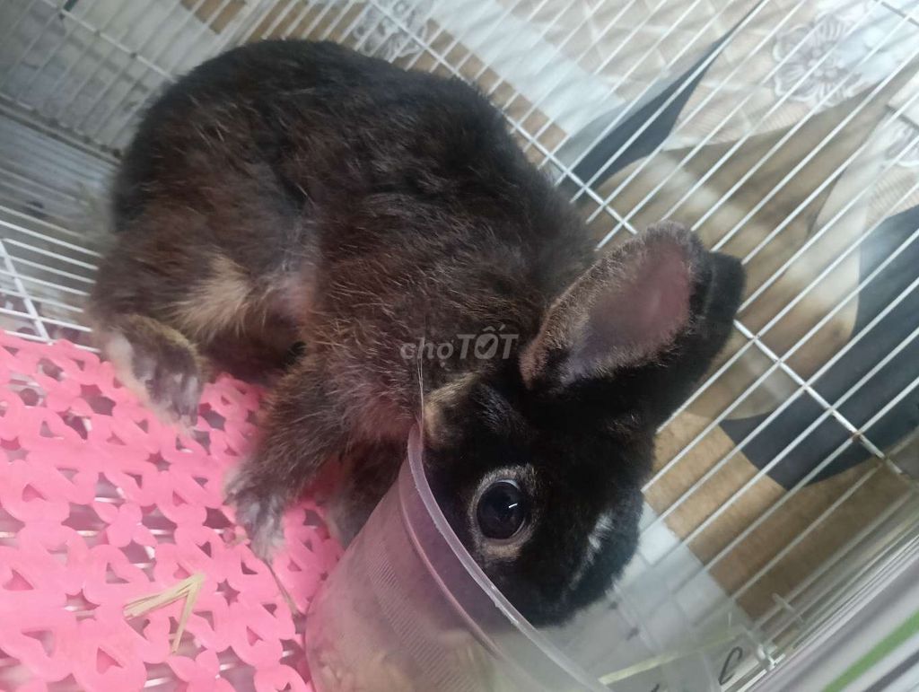 Thỏ Hà Lan cái đen 8 tháng tuổi. Mua bán Thú cưng khác tại Quận 7 Tp Hồ Chí Minh được đăng bởi trai miền trung hình 1