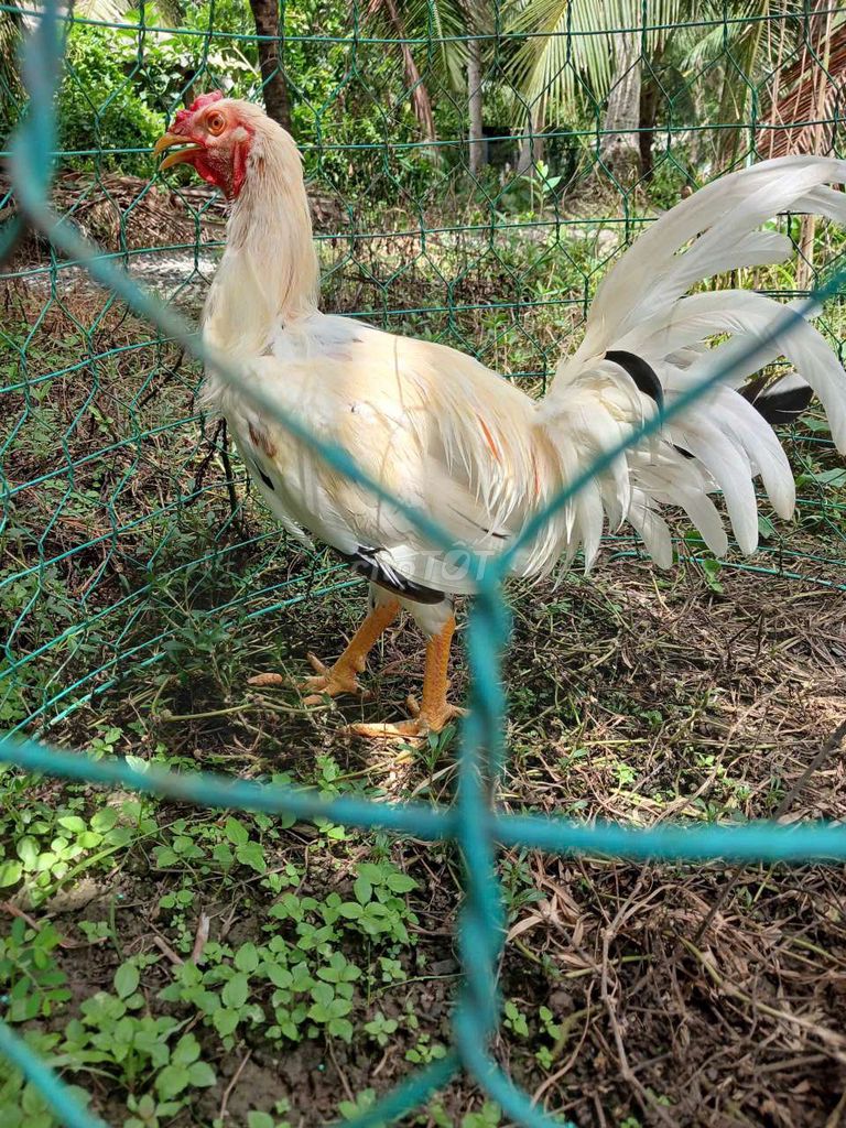 Gà Mỹ rặc tơ trạng lớn ký . Mua bán Gà tại Huyện Trà Ôn Vĩnh Long được đăng bởi Lợi Gà Mỹ Pely  hình 1