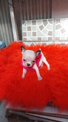 Chihuahua mini con gái