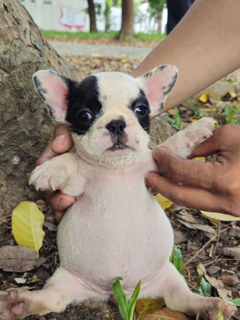 Chó Bull Pháp trắng đen. Mua bán Chó tại Quận Bình Tân Tp Hồ Chí Minh được đăng bởi Lê Kiều My hình 1