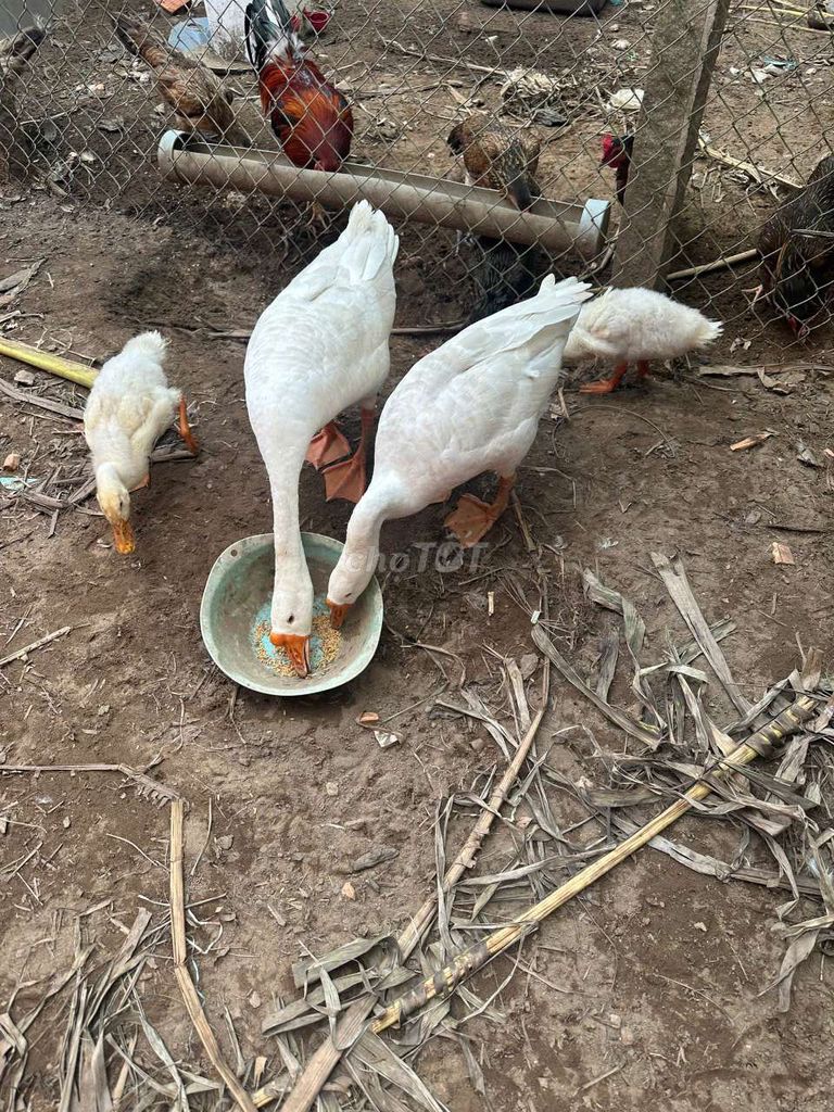 Ngỗng bố mẹ Trắng Trên 3kg Đã đẻ 1 lứa. Mua bán Thú cưng khác tại Quận Bình Thuỷ Cần Thơ được đăng bởi Nhat hình 1