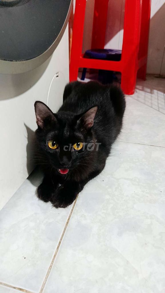 Mèo ta lai đực 1 tuổi. Mua bán Mèo tại Thành phố Thủ Đức Tp Hồ Chí Minh được đăng bởi Linh Nguyễn hình 1