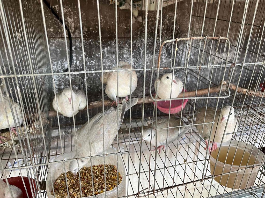 Chim Cu Pháp tơ nuôi sinh sản. Mua bán Chim tại Huyện Bình Chánh Tp Hồ Chí Minh được đăng bởi Hữu hình 1