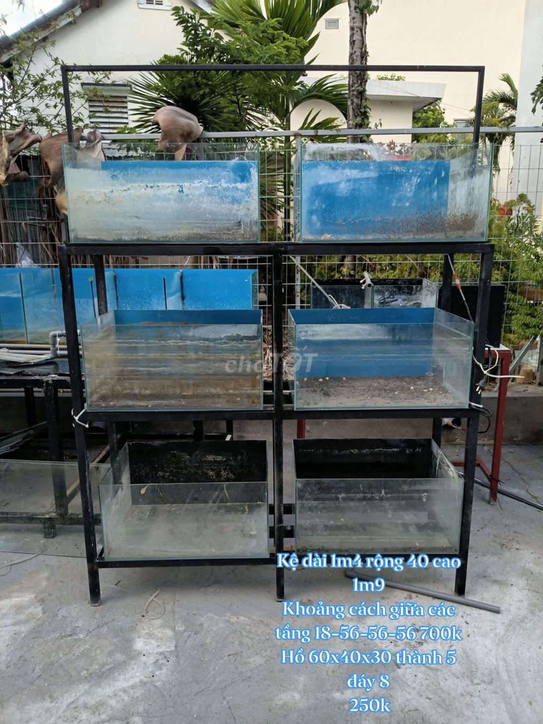 hồ kệ phụ kiện các loại. Mua bán Phụ kiện, Thức ăn, Dịch vụ tại Quận Thanh Khê Đà Nẵng được đăng bởi duy hình 1