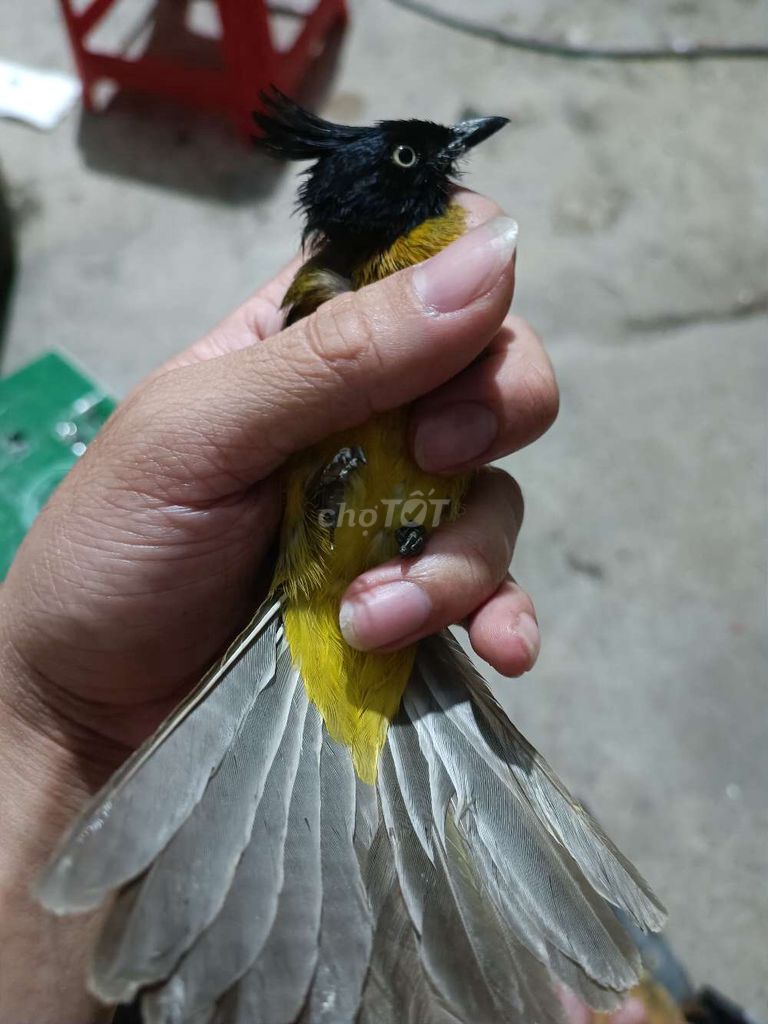 Chào mào núi. Mua bán Chim tại Huyện Bình Chánh Tp Hồ Chí Minh được đăng bởi Thành Ngọc hình 1