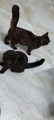 Mèo Anh lông ngắn cái 1 tuổi đã tiêm