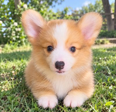 Chó Corgi Đực Vàng Trắng - 134538121