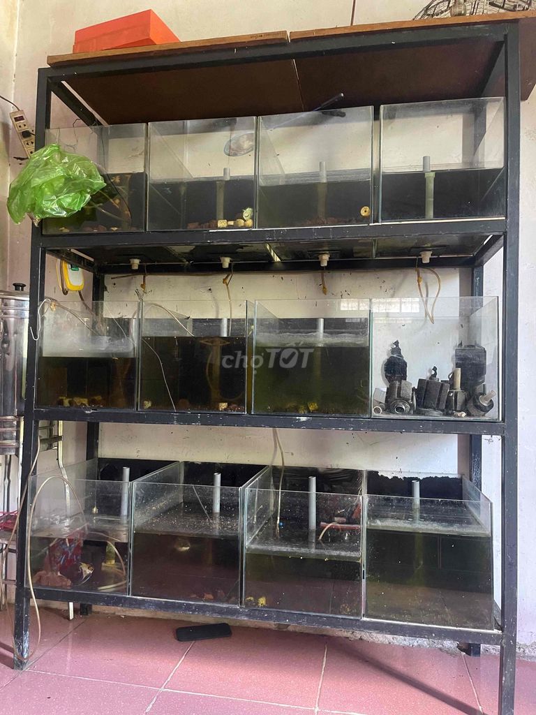 Hồ cá Guppy Kính, Kim loại Đen. Mua bán Phụ kiện, Thức ăn, Dịch vụ tại Thành phố Thủ Dầu Một Bình Dương được đăng bởi Thắng  hình 1