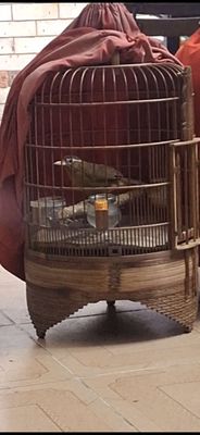 Mái mộc dỡ. Mua bán Chim tại Quận Tân Bình Tp Hồ Chí Minh được đăng bởi Phong